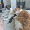 June sucht ihr Für-immer-Zuhause