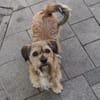 Tony° in 86529 Schrobenhausen