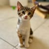 Babou