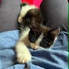 Merlin