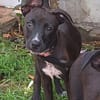 ARONA , chiot femelle Berger Créole  La mignonne !