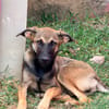 DAKOTA , chiot femelle Berger Créole  Le regard ravageur !