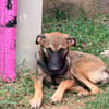 DAKOTA , chiot femelle Berger Créole  Le regard ravageur !