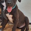 DOWY , chiot mâle Berger Créole  Le seul gars de la bande !
