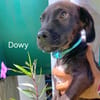 DOWY , chiot mâle Berger Créole  Le seul gars de la bande !