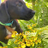 DOWY , chiot mâle Berger Créole  Le seul gars de la bande !