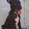 KELINA , chiot femelle Berger Créole La petite beauté !
