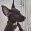 KELINA , chiot femelle Berger Créole La petite beauté !