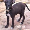 KELINA , chiot femelle Berger Créole La petite beauté !