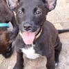 KELINA , chiot femelle Berger Créole La petite beauté !