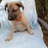 SIERRA , chiot femelle Berger Créole  La choupinette !