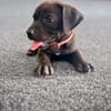 KIRA , chiot femelle Berger Créole