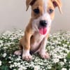 LETHIA , chiot femelle Berger Créole
