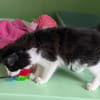 BELLA
