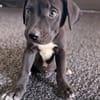 ONY, chiot mâle Berger Créole