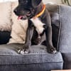 ONY, chiot mâle Berger Créole