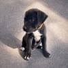 ONY, chiot mâle Berger Créole