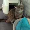 ULWEN