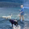 Toshi ein absoluter Traumhund