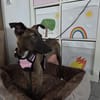 Fibi