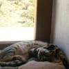 Verspielter Stevie sucht Zuhause