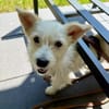 Kleine Hündin sucht Traumzuhause