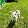 Kleine Hündin sucht Traumzuhause