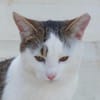 Schmusekater Anton