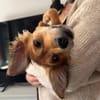 Minni sucht ihr Körbchen für immer
