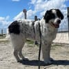 Menschenfreund Arno sucht ruhiges Heim