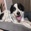 Menschenfreund Arno sucht ruhiges Heim