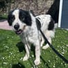 Menschenfreund Arno sucht ruhiges Heim