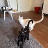 Nemo und Pack suchen zusammen
