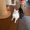 Nemo und Pack suchen zusammen