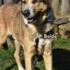 Baldo in der Tierherberge Donzdorf