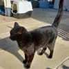 Coco sucht ihren Menschen