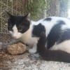 Doppeltes Fleckenglück sucht Zuhause