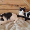 Doppeltes Fleckenglück sucht Zuhause