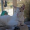 Kater Lukas entdeckt die Welt!