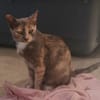 Zarte Lola sucht Familie
