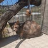 Zarte Lola sucht Familie