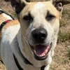 Oscar, 12/20 - sucht eine ECHTE Chance