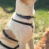 Oscar, 12/20 - sucht eine ECHTE Chance