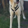 Oscar, 12/20 - sucht eine ECHTE Chance