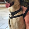 Oscar, 12/20 - sucht eine ECHTE Chance