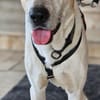 Oscar, 12/20 - sucht eine ECHTE Chance