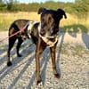 Bruno - Liebevoller Schmuser mit Herz