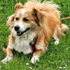 BAXTER sucht erneut sein Glück