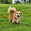 BAXTER sucht erneut sein Glück
