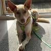Ziggy sucht nun ein Traumzuhause